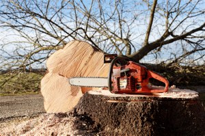 Abattage de 134 arbres malades à la Chapelle aux Sabots